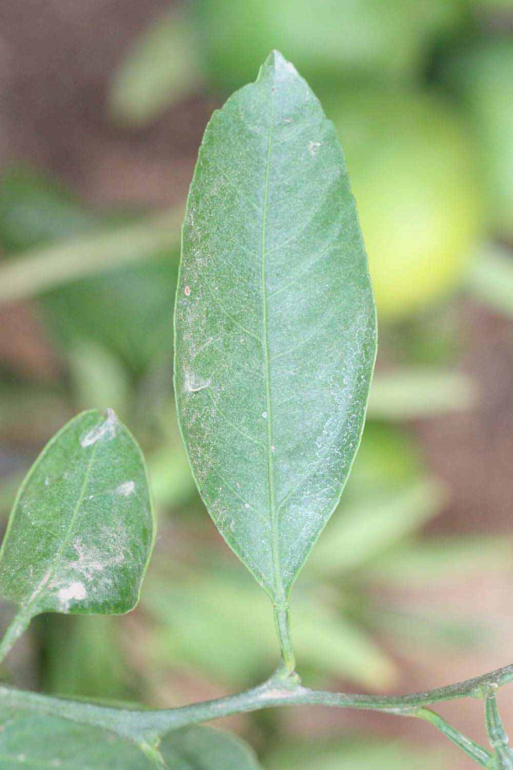              Unifoliolate leaf (Riverside, CA)       